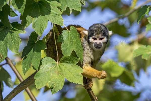 Black-capped squirrel monkey