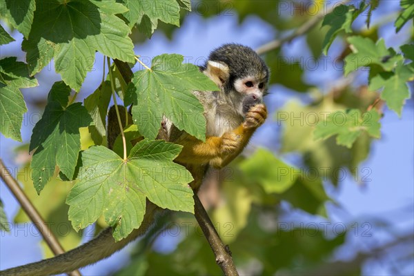 Black-capped squirrel monkey