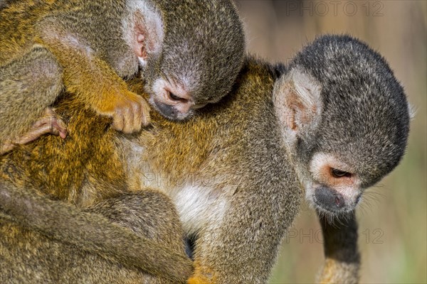 Black-capped squirrel monkey