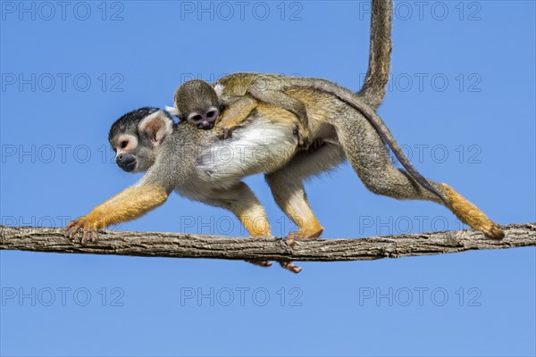 Black-capped squirrel monkey