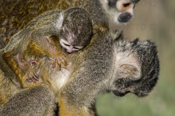 Black-capped squirrel monkey