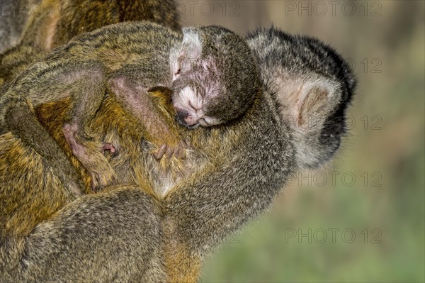 Black-capped squirrel monkey