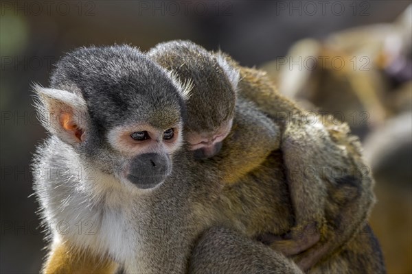 Black-capped squirrel monkey