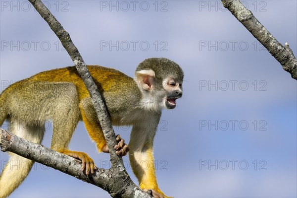 Black-capped squirrel monkey