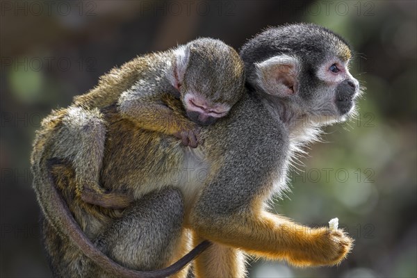 Black-capped squirrel monkey