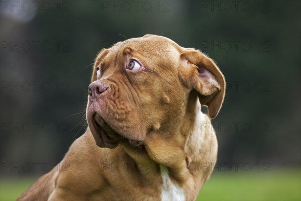 Dogue de Bordeaux