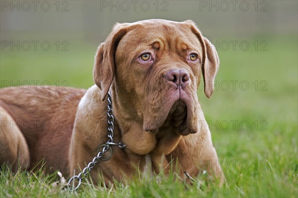 Dogue de Bordeaux