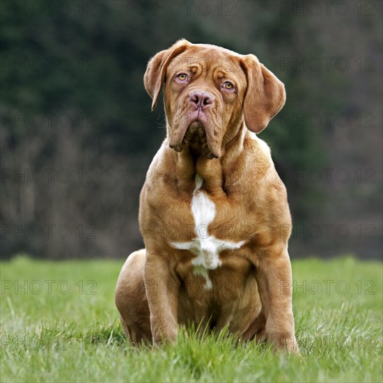 Dogue de Bordeaux