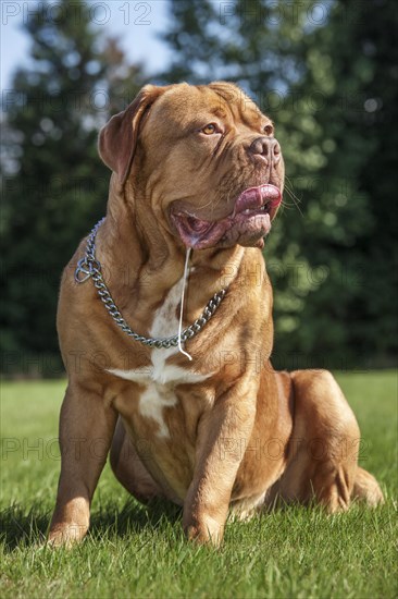 Dogue de Bordeaux