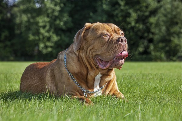 Dogue de Bordeaux