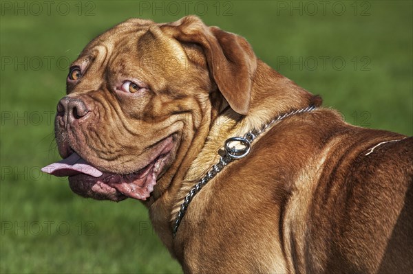 Dogue de Bordeaux