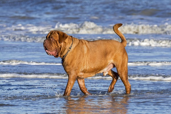 Unleashed Dogue de Bordeaux