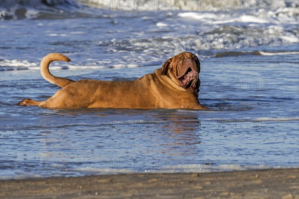 Unleashed Dogue de Bordeaux