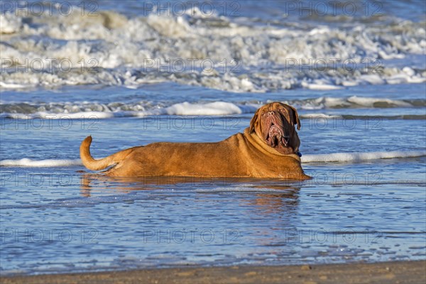 Unleashed Dogue de Bordeaux