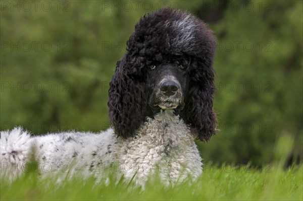 Harlequin poodle