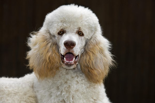 Standard poodle