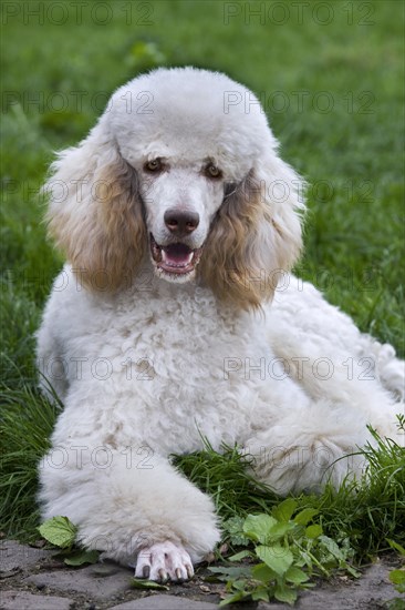 Standard poodle