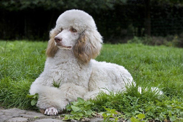 Standard poodle