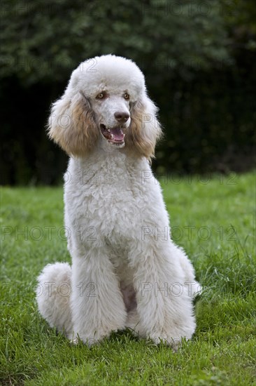 Standard poodle