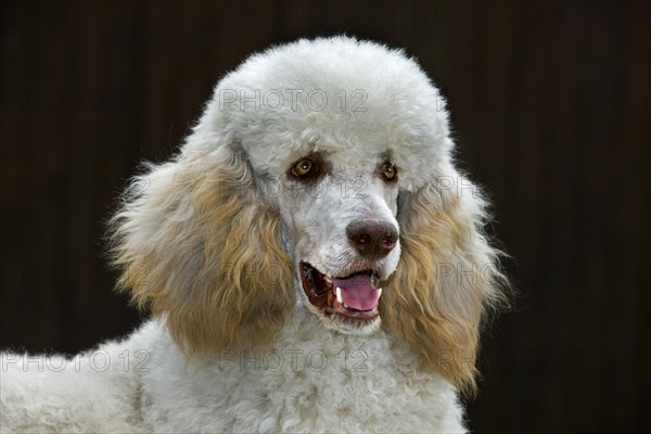 Standard poodle