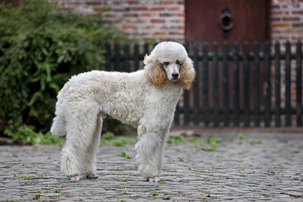 Standard poodle