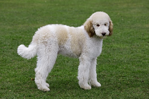 Standard poodle