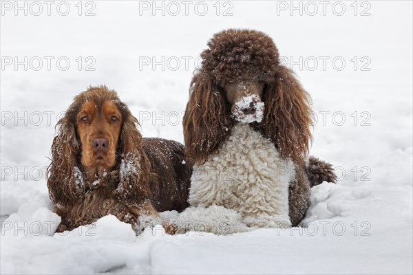 English Cocker Spaniel dog and standard poodle in the snow during snowfall in winter