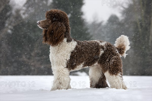 Standard poodle in the snow during snowfall in winter
