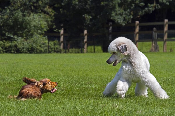 White standard poodle