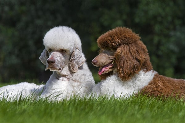 Harlequin poodles