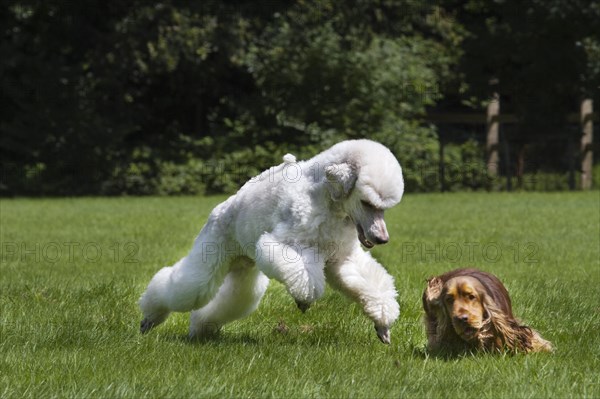 White standard poodle