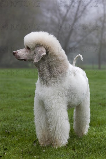 White standard poodle