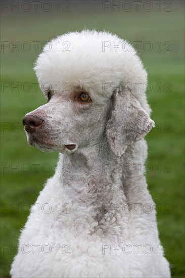 White standard poodle