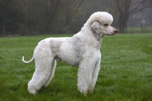 White standard poodle