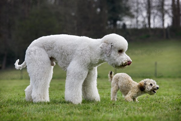 Standard poodle