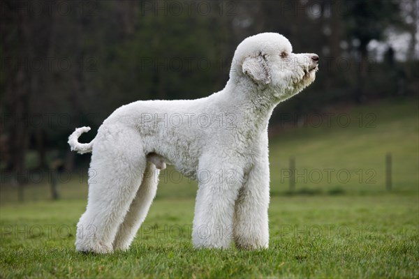 Standard poodle