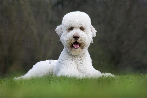 Standard poodle