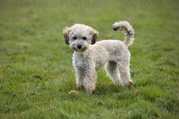 Standard poodle