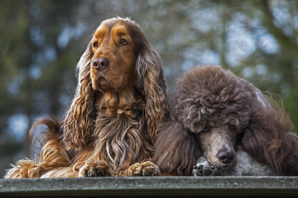 Harlequin poodle and English Cocker Spaniel dog close up in garden