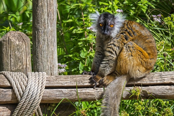 Black lemur