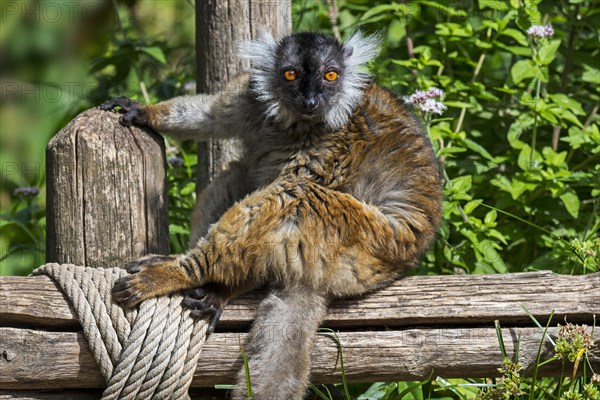 Black lemur