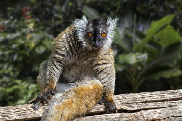 Black lemur