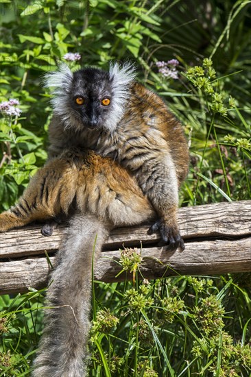 Black lemur