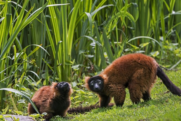 Two red ruffed lemurs