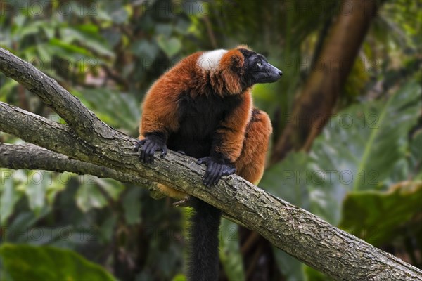 Red ruffed lemur