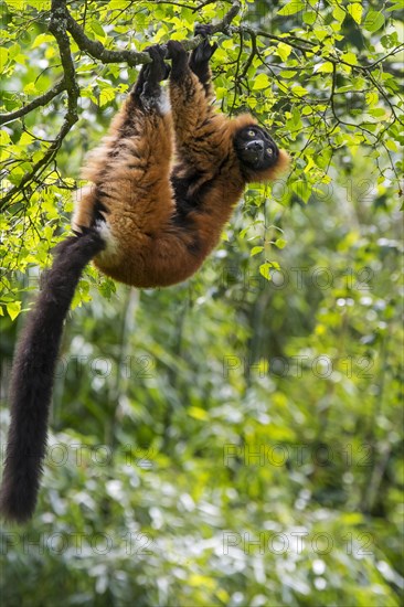 Red ruffed lemur