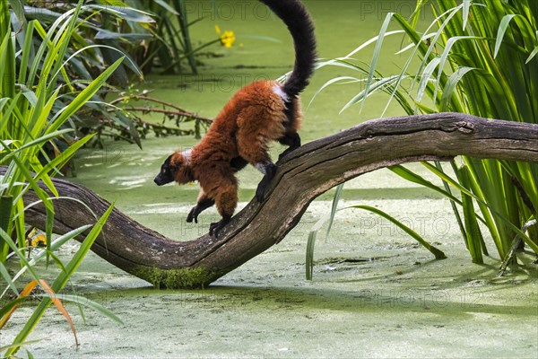 Red ruffed lemur