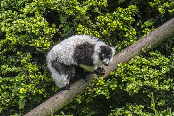 Black-and-white ruffed lemur