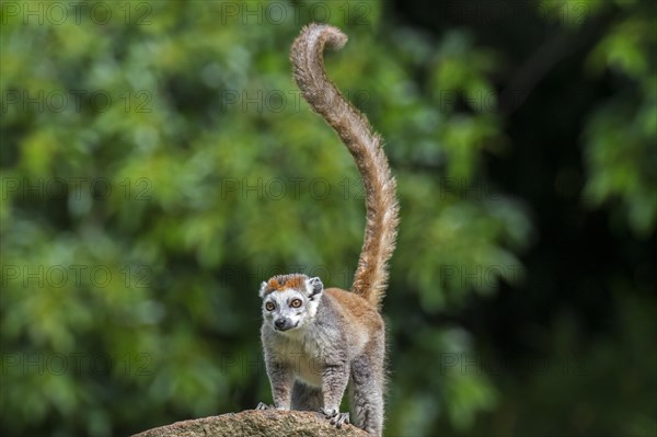 Crowned lemur