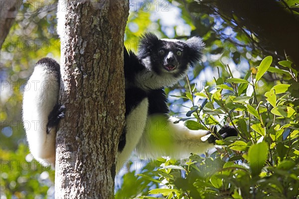 Male Indri